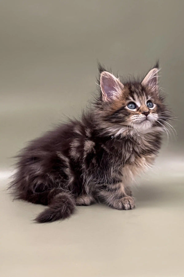 Fluffy Maine Coon kitten with bright blue eyes and cute pointed ears