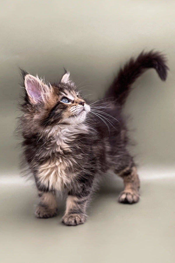 Fluffy Maine Coon kitten with upright tail and alert expression ready for fun