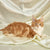 Fluffy orange and white Maine Coon kitten resting on silky fabric for Billy product