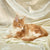 Long-haired ginger and white Maine Coon kitten Billy lounging on silky fabric