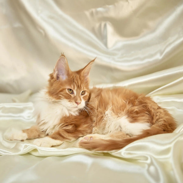 Long-haired ginger and white Maine Coon kitten Billy lounging on silky fabric