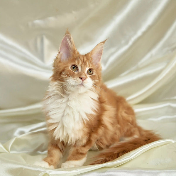 Orange and white Maine Coon kitten with fluffy fur and pointed ears, perfect pet companion