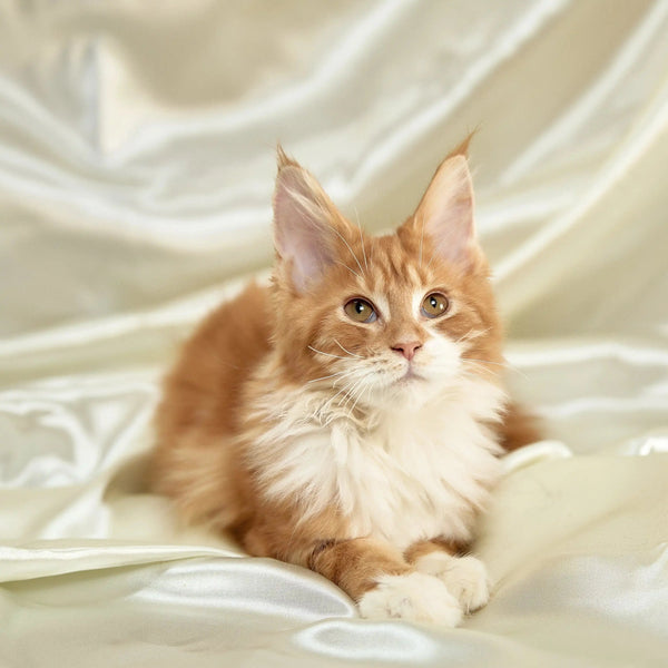 Orange and white Maine Coon Kitten Billy with cute ear tufts ready for a loving home