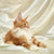 Orange and white Maine Coon kitten Billy reclining regally, perfect for your family