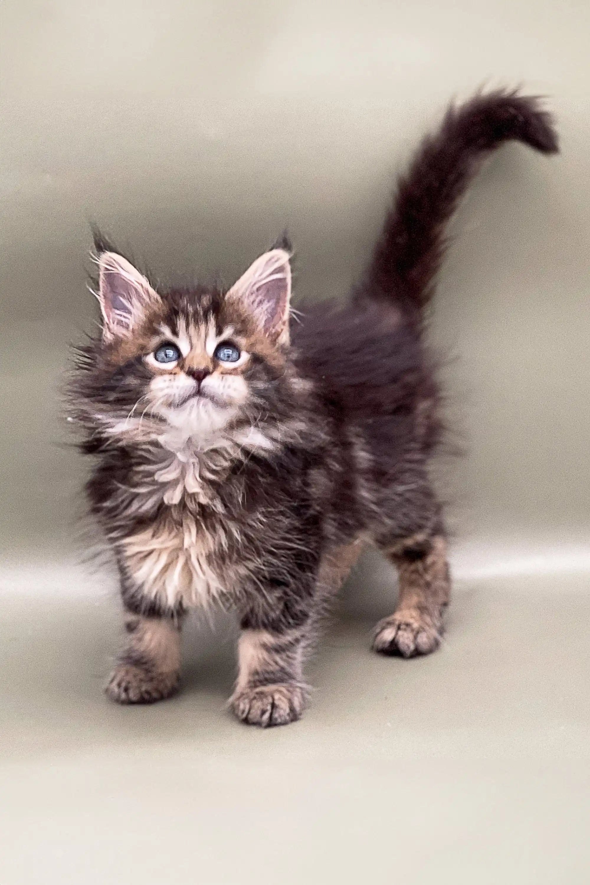 Maine Coon Kittens for Sale Billy | Kitten