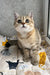 Billy | scottish straight kitten