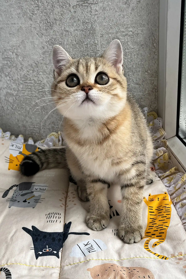 Billy | scottish straight kitten