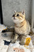 Billy | scottish straight kitten