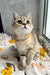 Billy | scottish straight kitten