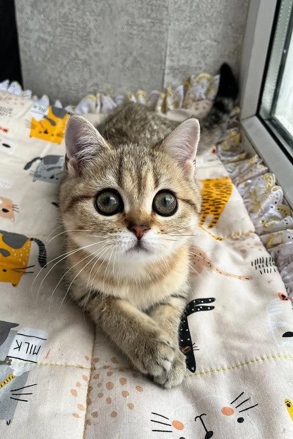 Billy | scottish straight kitten