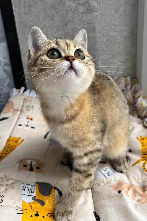 Billy | scottish straight kitten