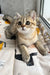 Billy | scottish straight kitten