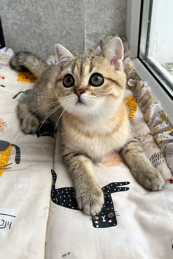 Billy | scottish straight kitten
