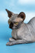 Cute Hairless Sphynx cat named Bimbo from Canadian Sphynx Kitten collection