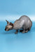 Playful Hairless Sphynx Cat from the Bimbo Canadian Sphynx Kitten product