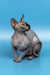 Cute Hairless Sphynx cat featured in Bimbo Canadian Sphynx Kitten product