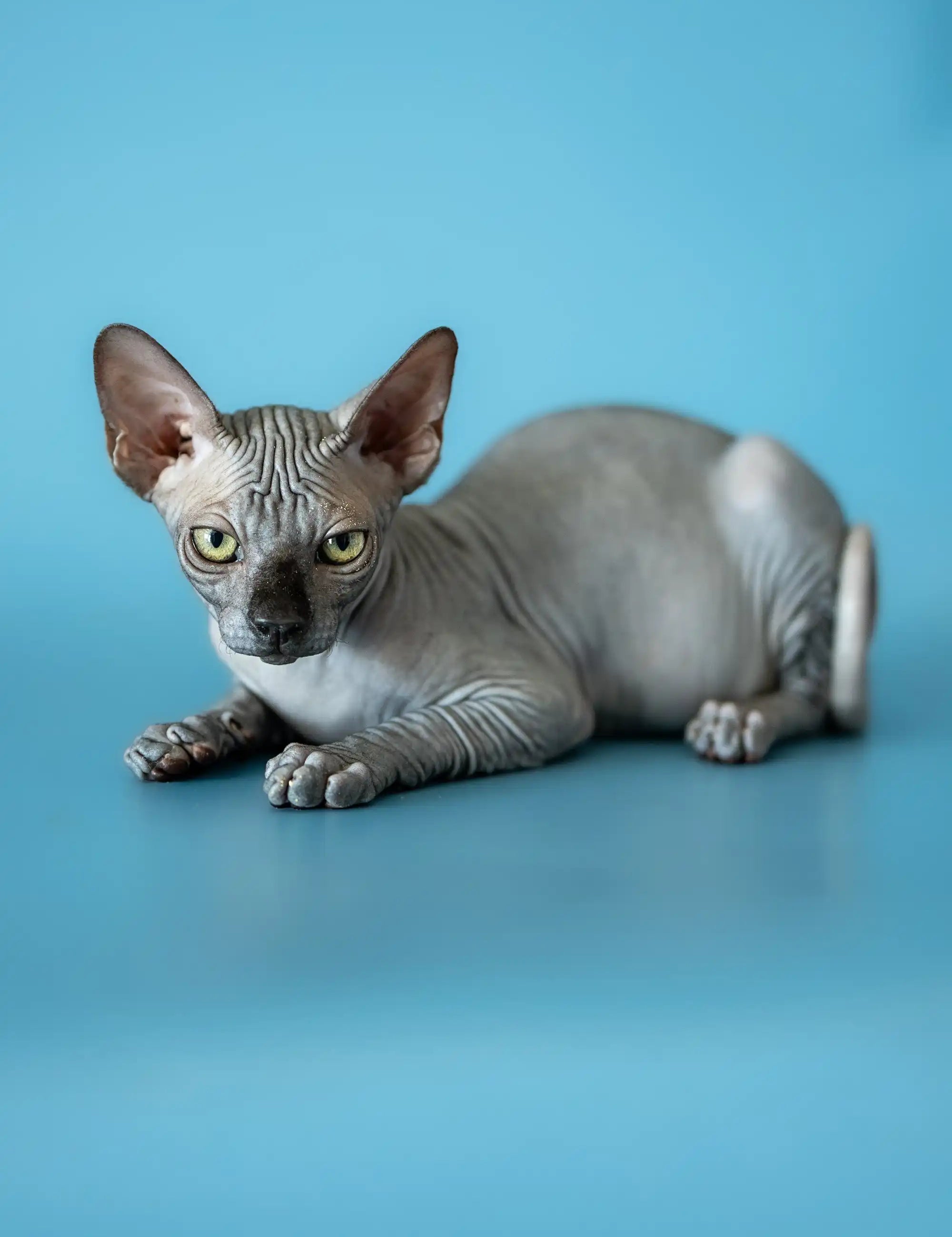 Hairless Sphynx Cats for Sale Bimbo | Canadian Kitten