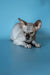 Cute Hairless Sphynx cat chilling, perfect for anyone wanting a Canadian Sphynx kitten