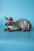 Hairless Sphynx cat lounging with a curious look, perfect Canadian Sphynx kitten