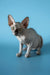 Playful Hairless Sphynx Kitten Bimbo with big ears and cute wrinkles, a Canadian Sphynx