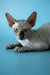 Adorable Hairless Sphynx kitten with big ears and wrinkled skin, perfect Canadian Sphynx