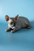 Hairless Sphynx cat lying down, showcasing the cute charm of a Canadian Sphynx kitten