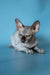 Hairless Canadian Sphynx kitten, with wrinkled skin and big ears, lounging cutely