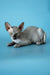 Hairless Sphynx kitten with wrinkly skin and big ears, perfect Canadian companion