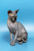 Hairless gray Canadian Sphynx kitten named Bimbo looking playful and adorable