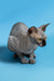 Hairless gray Canadian Sphynx Kitten named Bimbo looking cute and playful