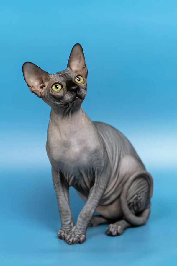 Hairless gray Canadian Sphynx Kitten named Bimbo striking a cute pose