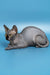 Cute wrinkled gray Sphynx cat in Bimbo Canadian Sphynx Kitten product image