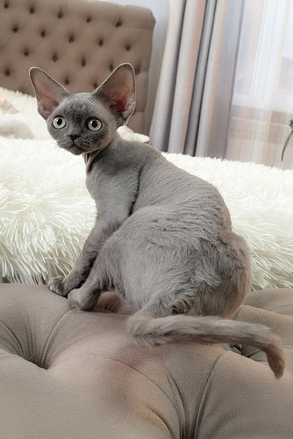 Bimbo | devon rex kitten
