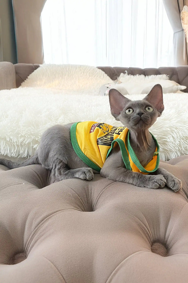 Bimbo | devon rex kitten