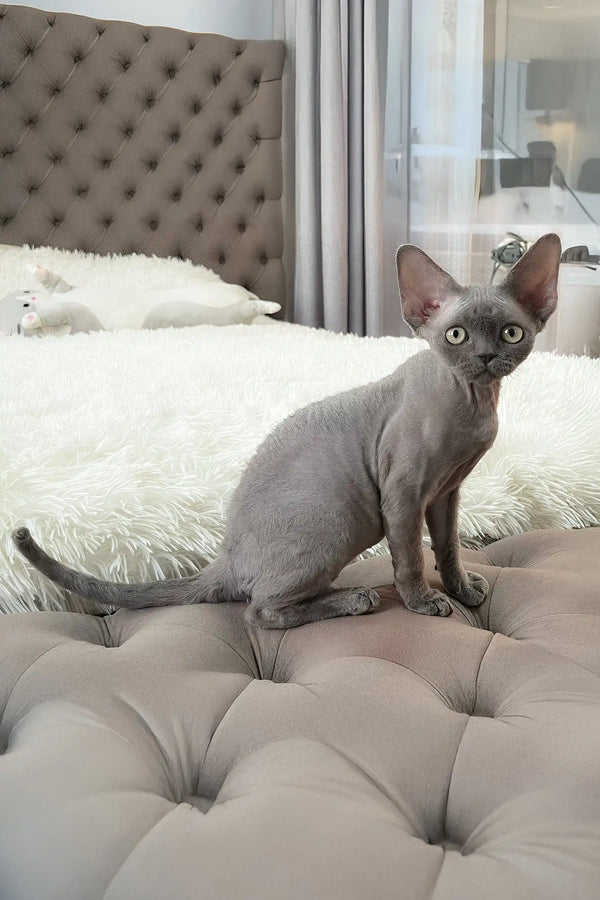 Bimbo | devon rex kitten
