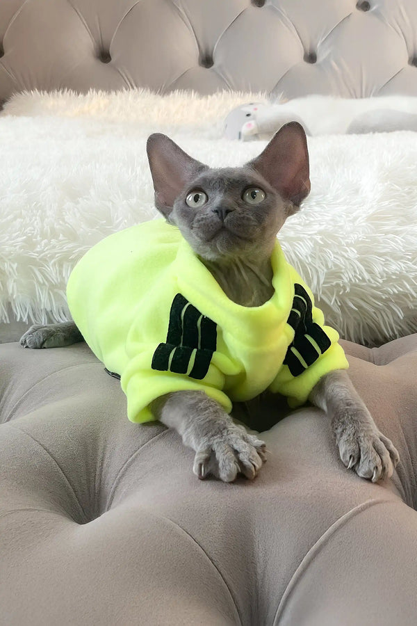 Bimbo | devon rex kitten