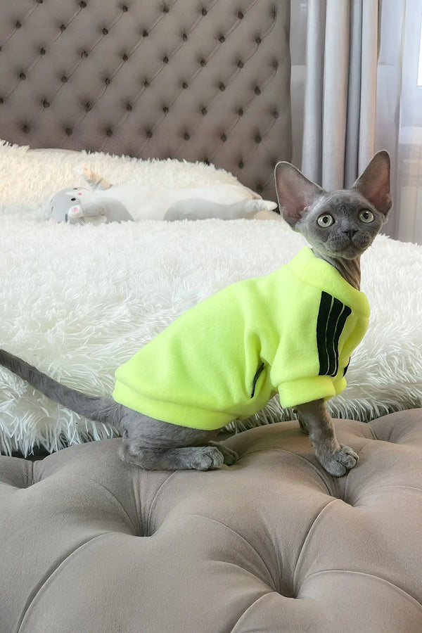 Bimbo | devon rex kitten