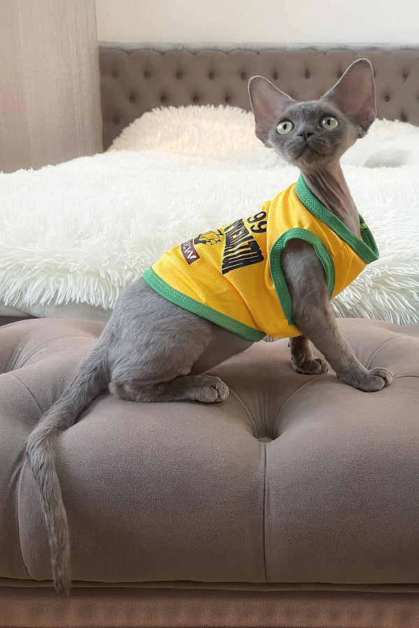 Bimbo | devon rex kitten