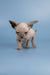 Adorable Hairless Sphynx Kitten Bimbo with wrinkled skin and big ears