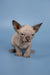 Adorable Hairless Sphynx kitten named Bimbo with cute wrinkled skin and big ears