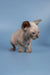 Cute Hairless Sphynx kitten with big ears and wrinkled skin in Bimbo product