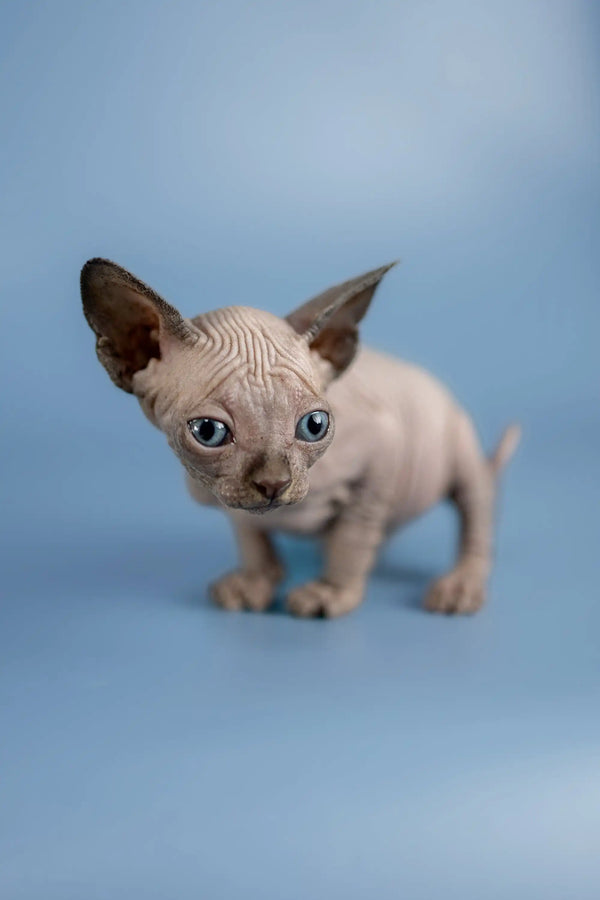 Adorable Hairless Sphynx kitten named Bimbo with wrinkled skin and big ears