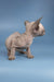 Hairless Sphynx kitten with wrinkled skin on blue surface for Bimbo Sphynx Kitten