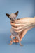 Cute Hairless Sphynx kitten cuddled in human hands, perfect for Bimbo lovers