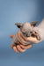 Hairless Sphynx kitten being cuddled in human hands for Bimbo Sphynx Kitten product