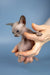 A charming Sphynx kitten cuddled in a human hand showing its playful personality