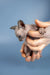 Tiny hairless Sphynx kitten being gently held in loving human hands