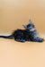 Fluffy black Maine Coon kitten lounging stylishly on its side