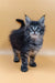 Fluffy gray-black Maine Coon kitten with bright blue eyes from Bimch