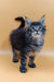 Fluffy gray and black Maine Coon kitten with bright blue eyes for Bimch product